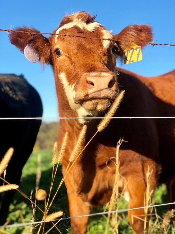 Cattle on pasture at Vistamont Farms