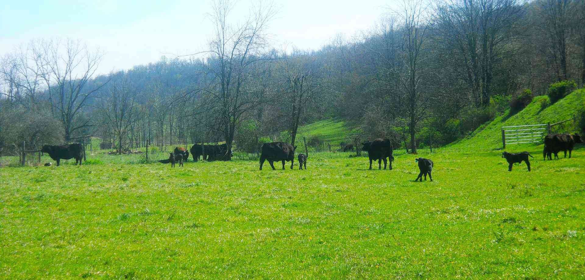 Cattle on the hillside pasture